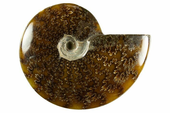 Polished Ammonite (Cleoniceras) Fossil - Madagascar #344298
